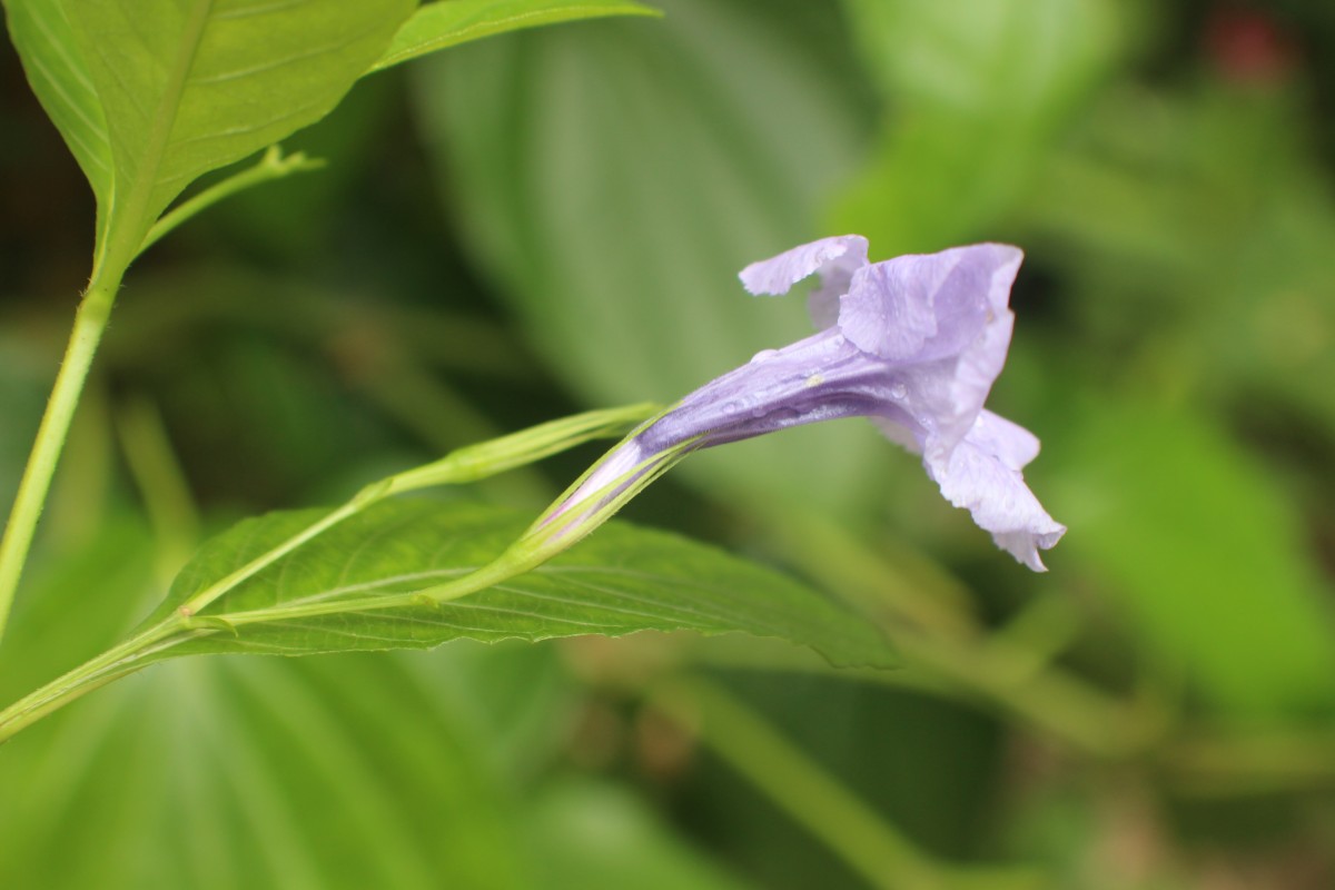 Ruellia tuberosa L.